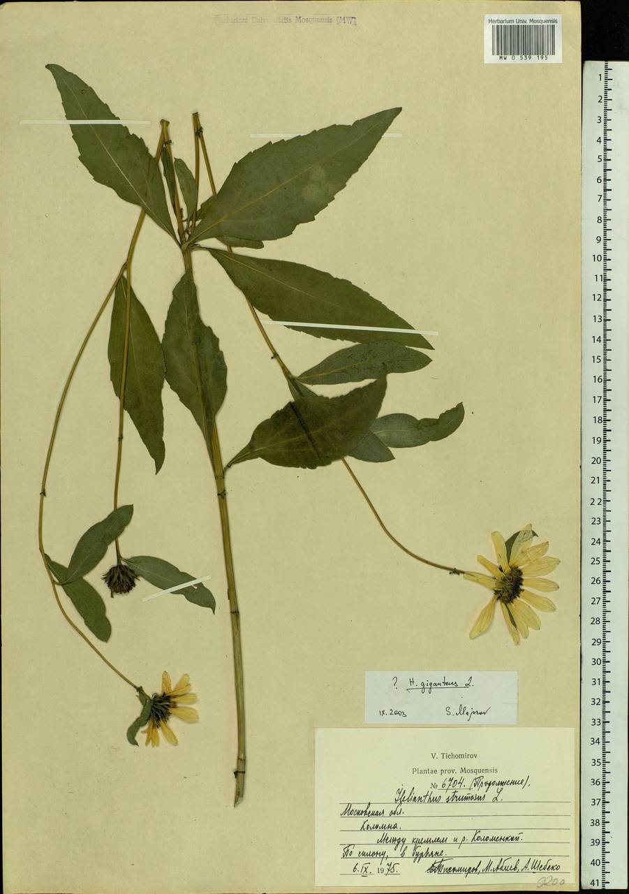 Helianthus giganteus L., Eastern Europe, Moscow region (E4a) (Russia)