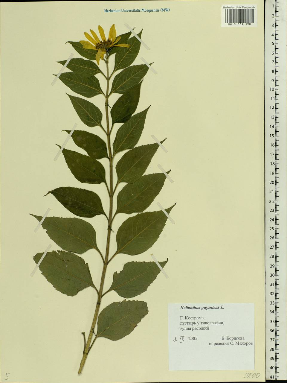 Helianthus giganteus L., Eastern Europe, Central forest region (E5) (Russia)