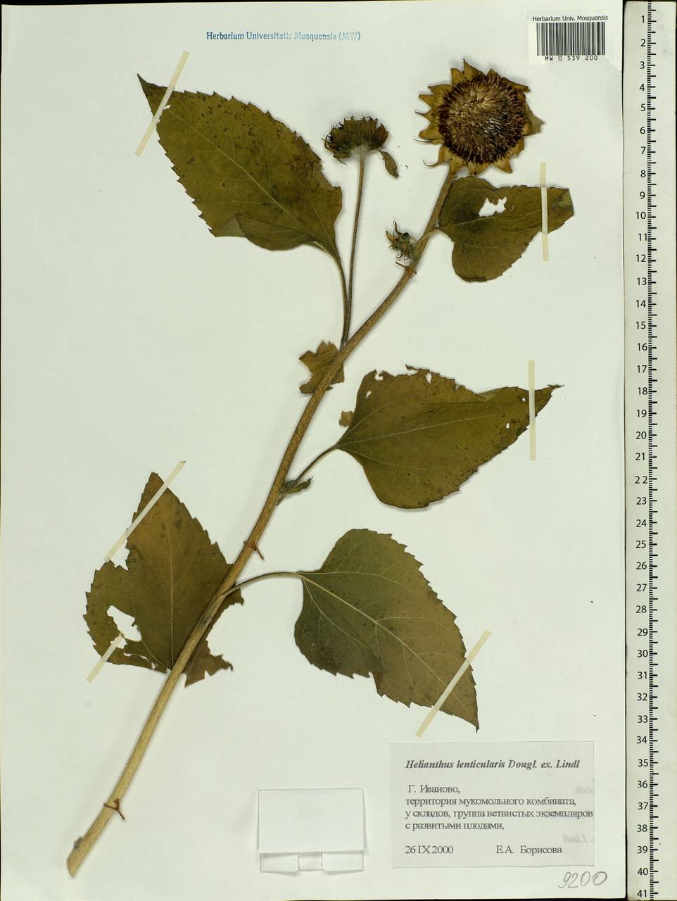 Helianthus annuus L., Eastern Europe, Central forest region (E5) (Russia)