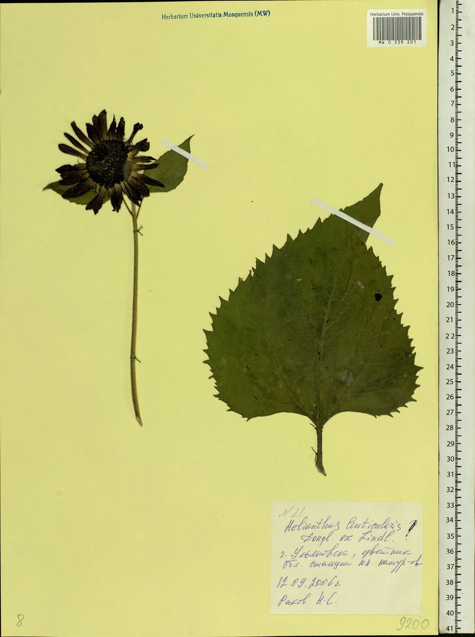 Helianthus annuus L., Eastern Europe, Middle Volga region (E8) (Russia)