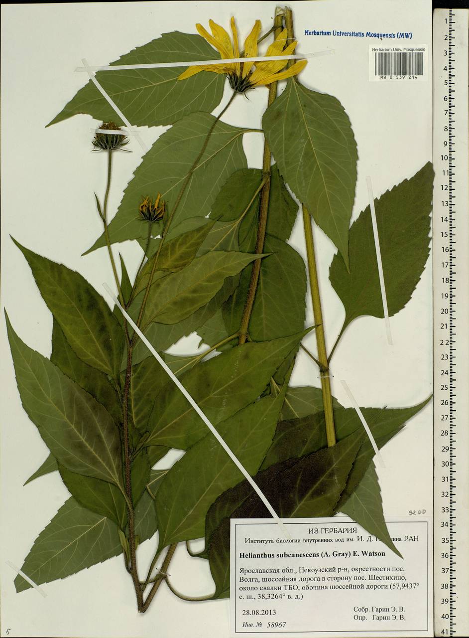 Helianthus tuberosus L., Eastern Europe, Central forest region (E5) (Russia)