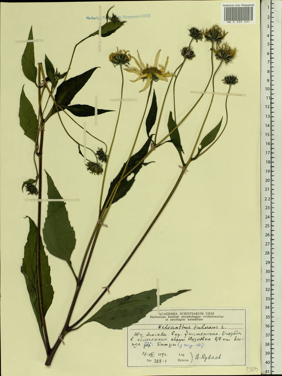 Helianthus tuberosus L., Eastern Europe, Moscow region (E4a) (Russia)