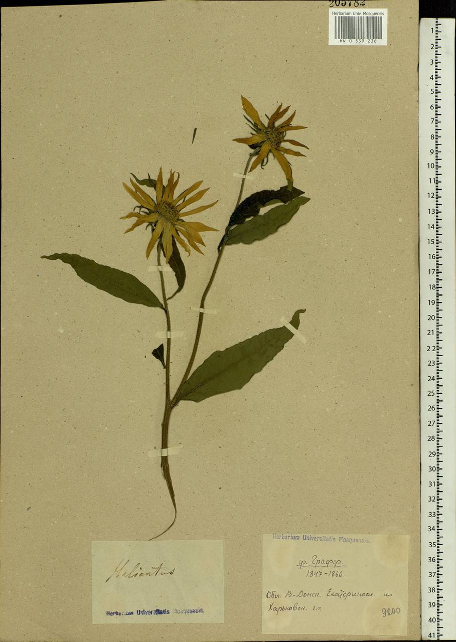 Helianthus tuberosus L., Eastern Europe, South Ukrainian region (E12) (Ukraine)