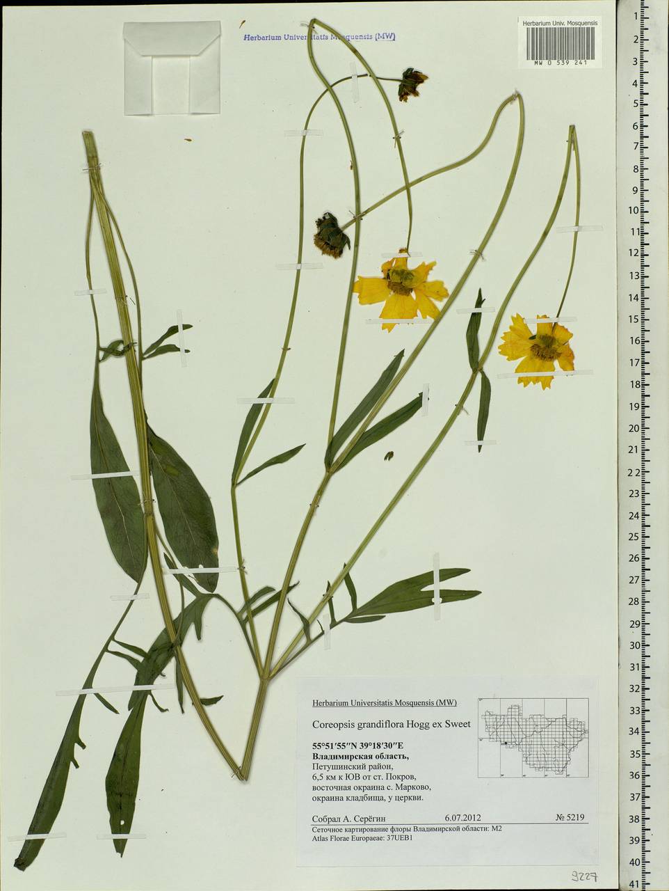 Coreopsis grandiflora Hogg ex Sw., Eastern Europe, Central region (E4) (Russia)