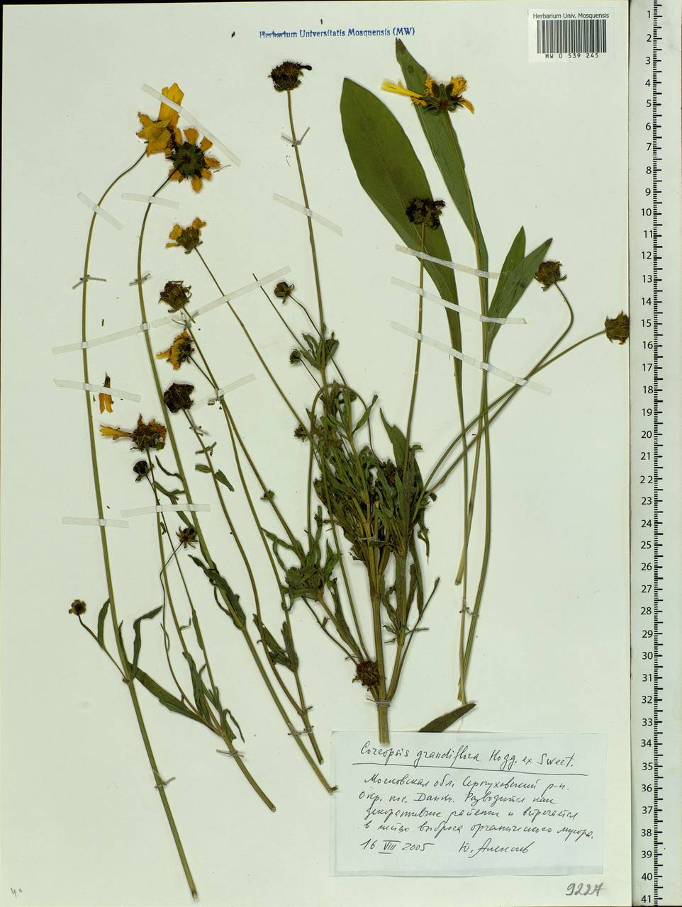 Coreopsis grandiflora Hogg ex Sw., Eastern Europe, Moscow region (E4a) (Russia)