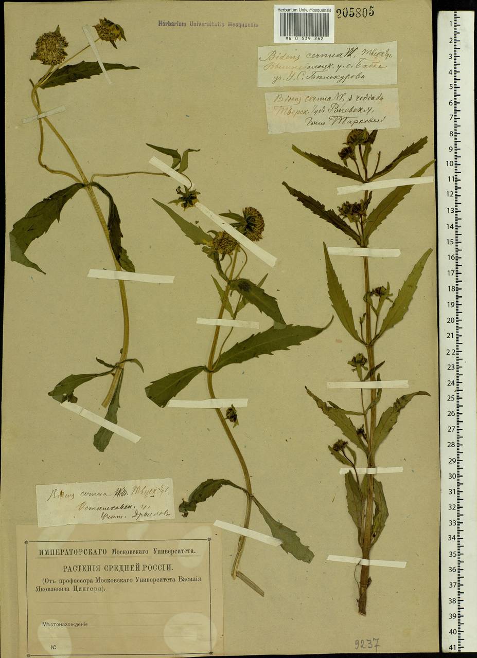 Bidens cernua L., Eastern Europe, North-Western region (E2) (Russia)