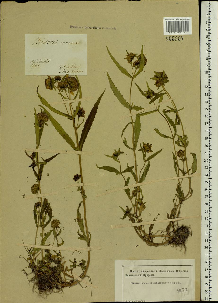 Bidens cernua L., Eastern Europe, North-Western region (E2) (Russia)