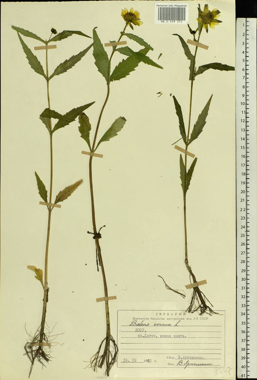 Bidens cernua L., Eastern Europe, Latvia (E2b) (Latvia)