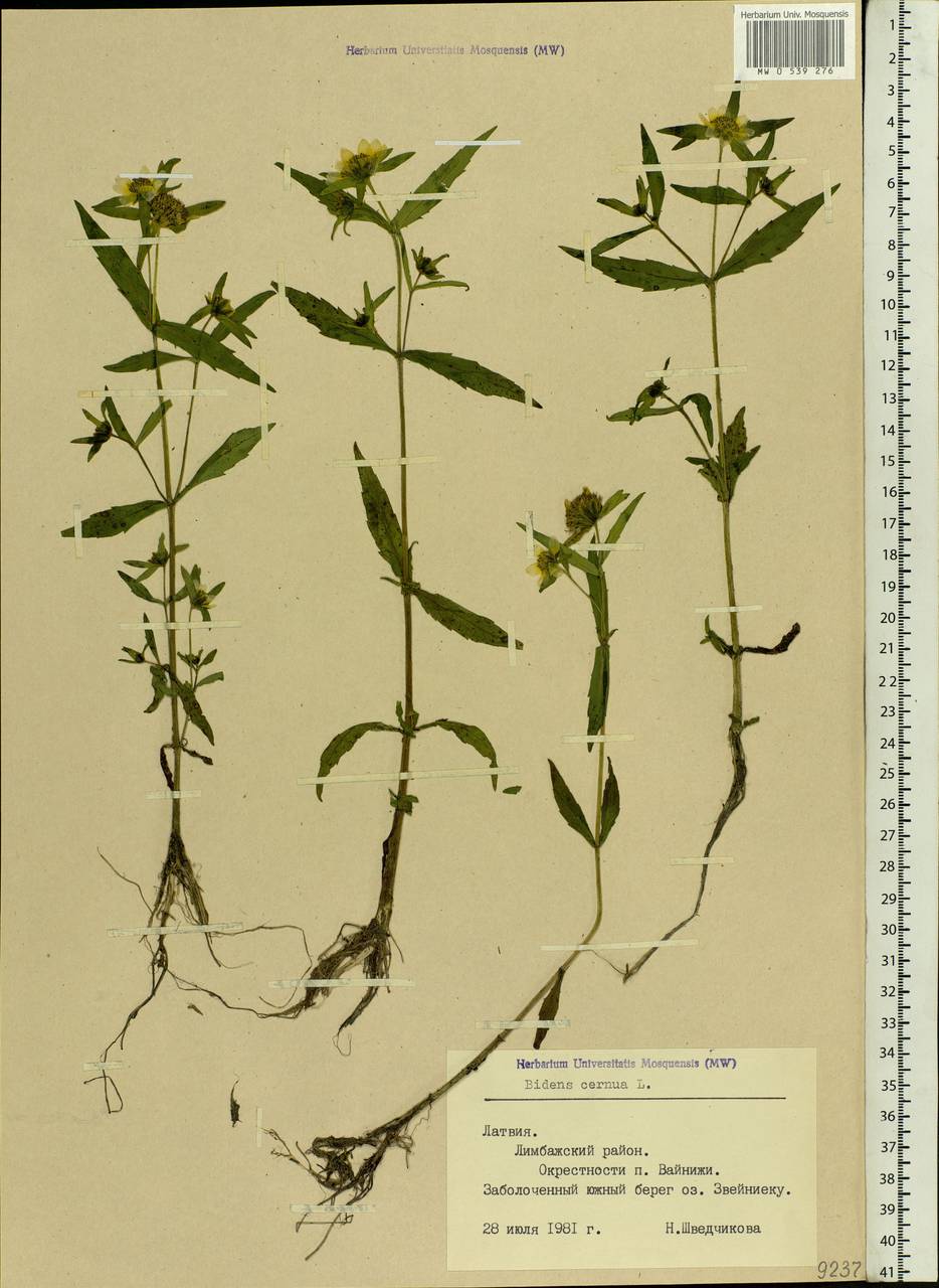 Bidens cernua L., Eastern Europe, Latvia (E2b) (Latvia)