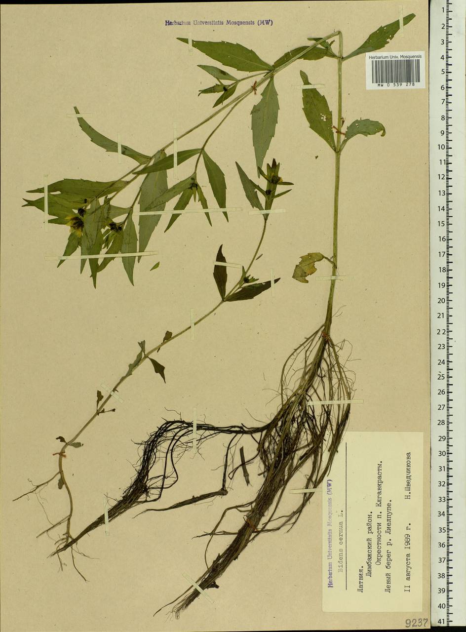 Bidens cernua L., Eastern Europe, Latvia (E2b) (Latvia)
