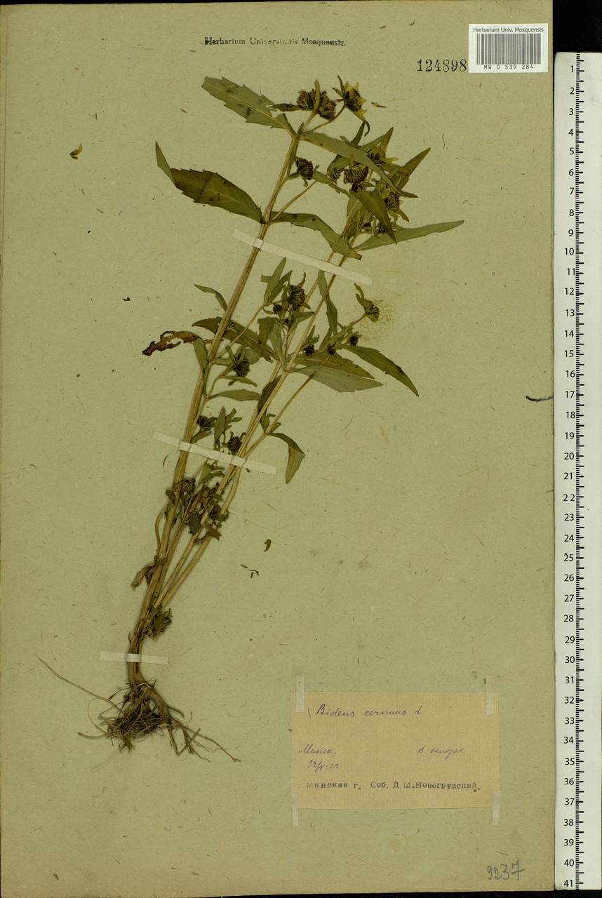 Bidens cernua L., Eastern Europe, Belarus (E3a) (Belarus)