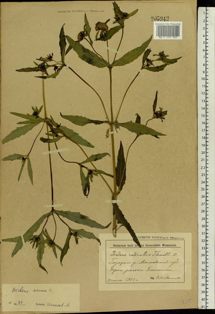Bidens cernua L., Eastern Europe, Belarus (E3a) (Belarus)