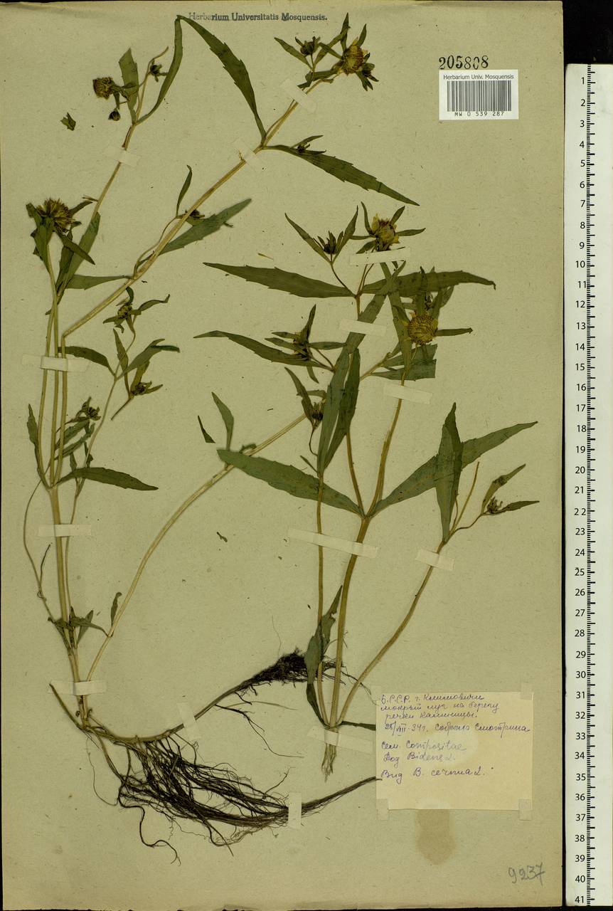 Bidens cernua L., Eastern Europe, Belarus (E3a) (Belarus)