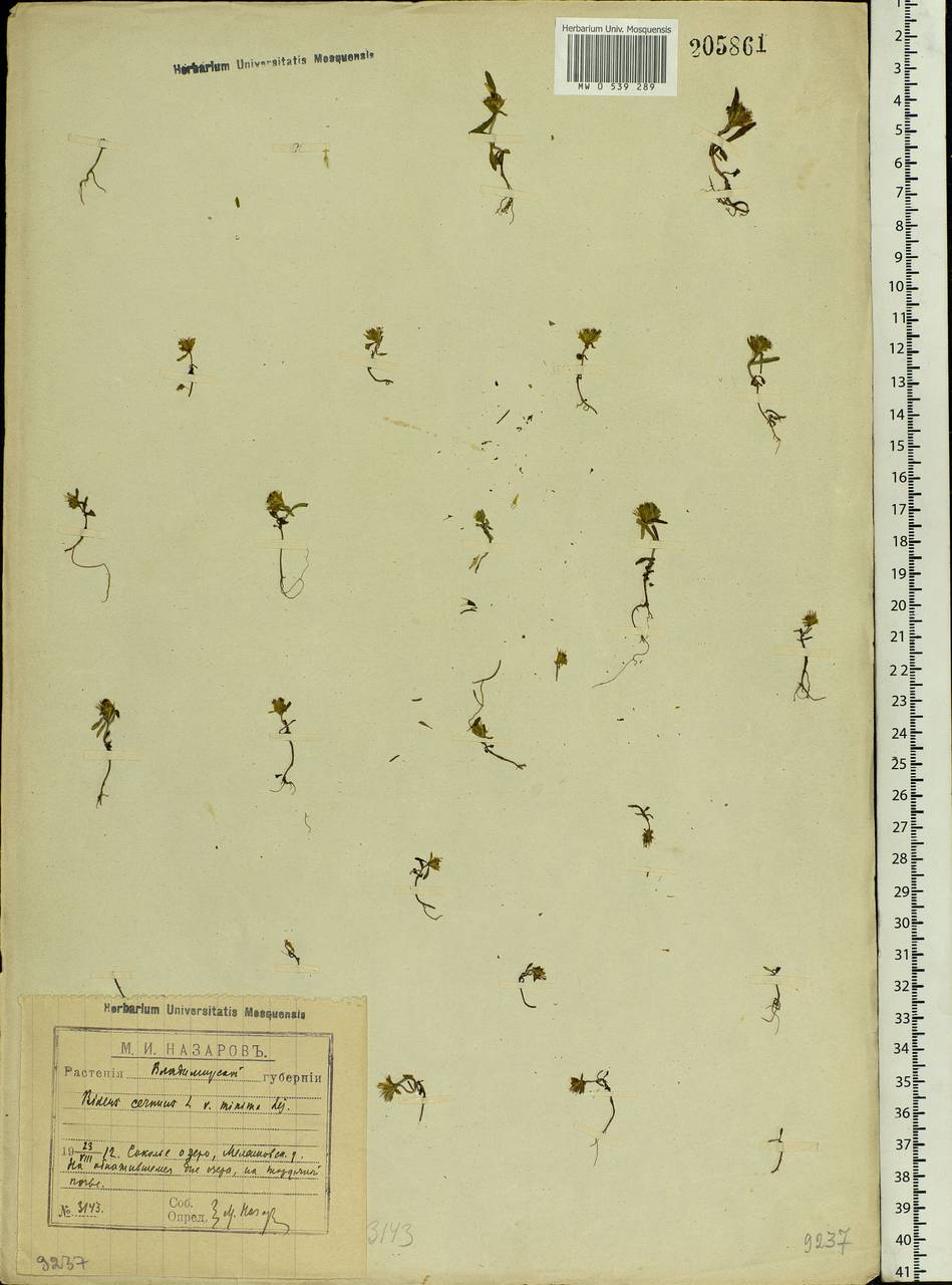 Bidens cernua L., Eastern Europe, Central region (E4) (Russia)