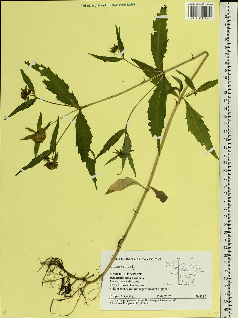 Bidens cernua L., Eastern Europe, Central region (E4) (Russia)