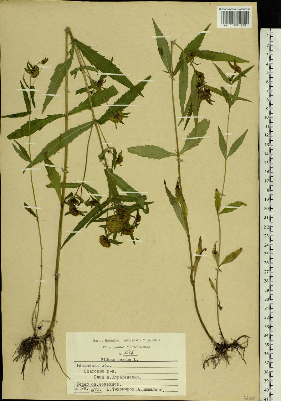 Bidens cernua L., Eastern Europe, Central region (E4) (Russia)