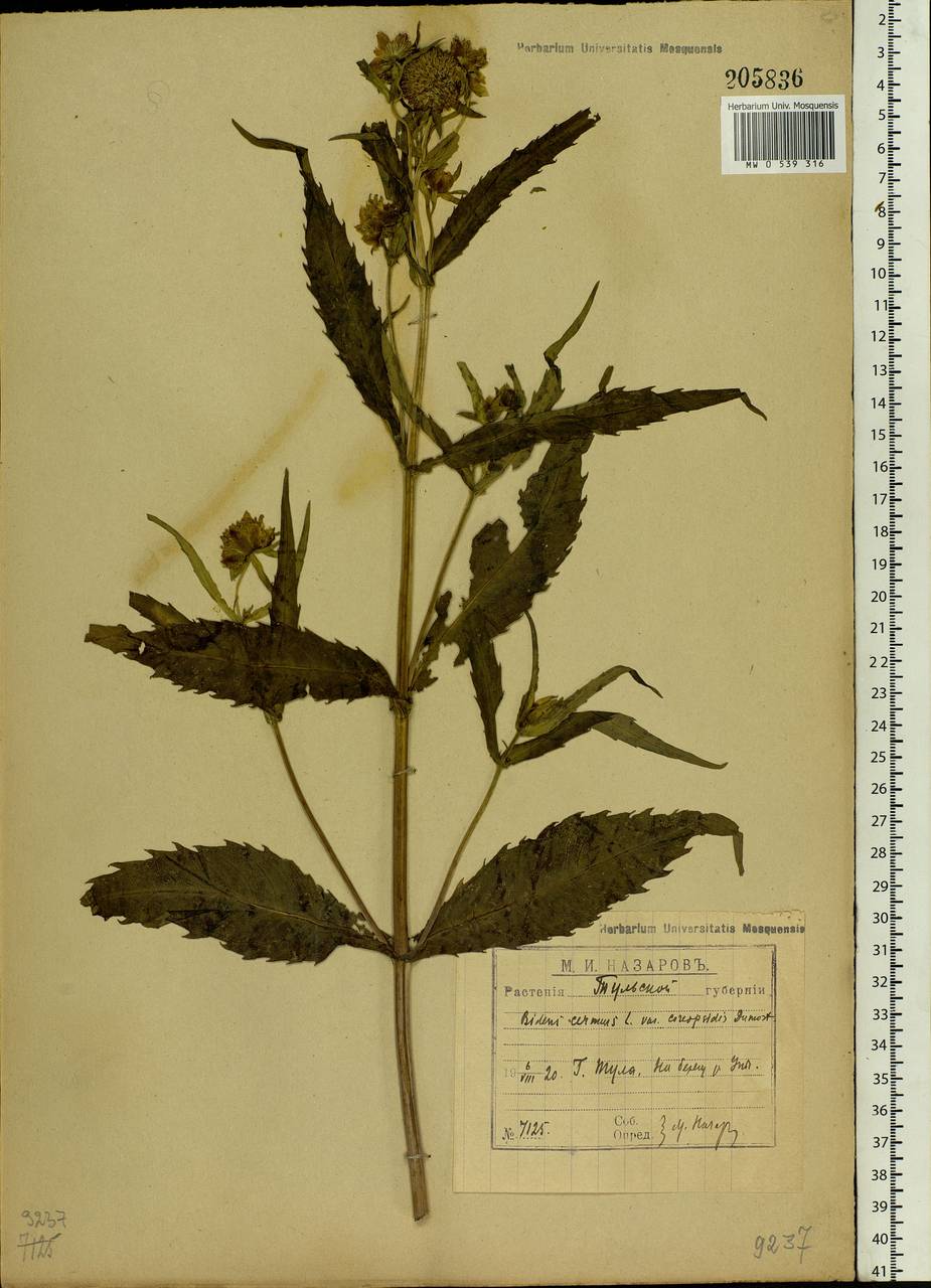 Bidens cernua L., Eastern Europe, Central region (E4) (Russia)