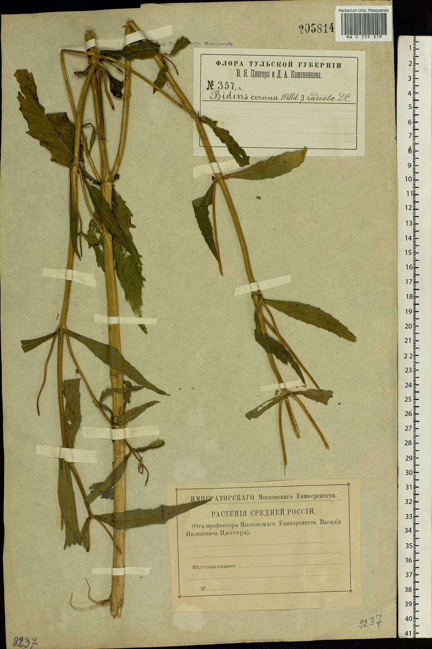 Bidens cernua L., Eastern Europe, Central region (E4) (Russia)