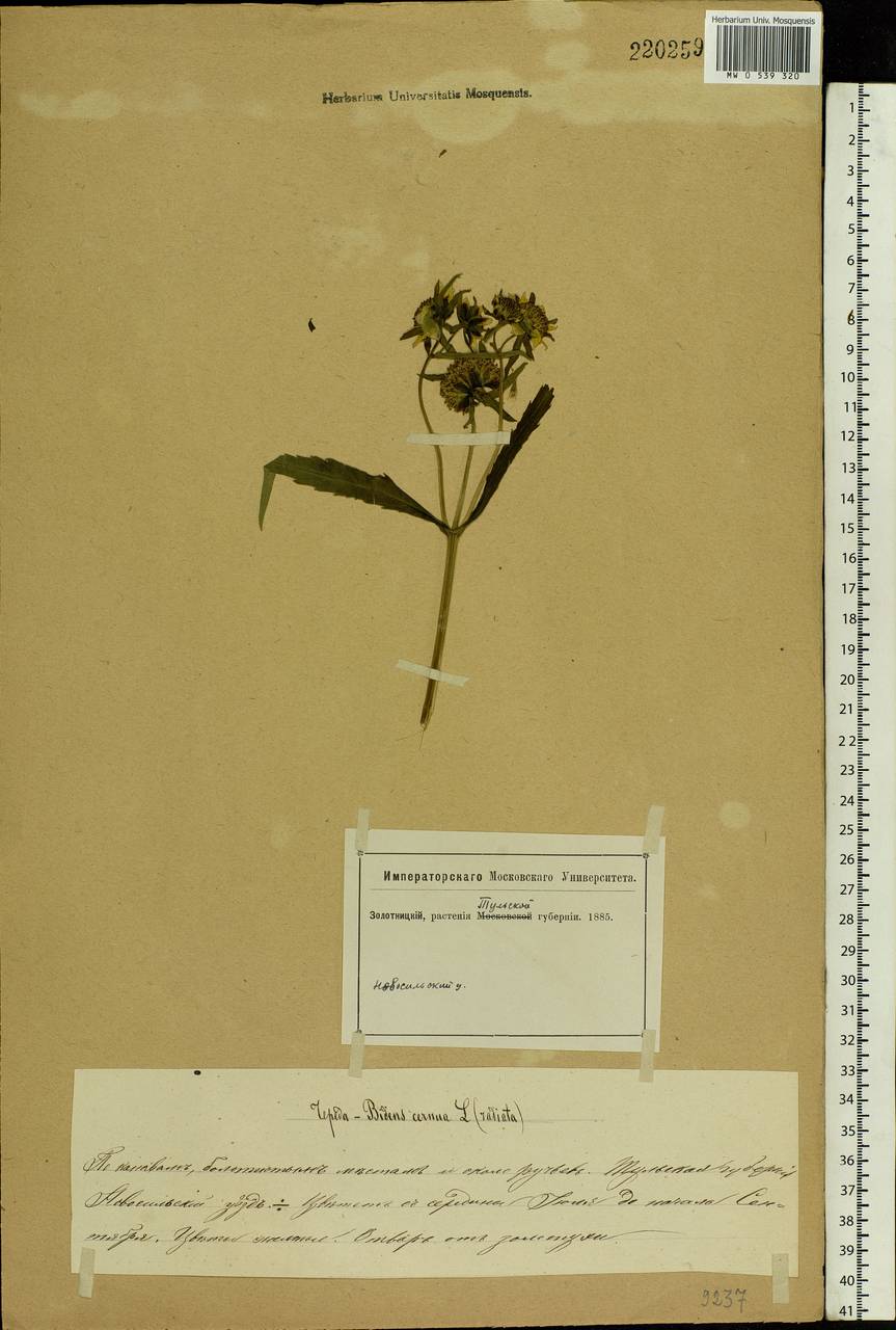 Bidens cernua L., Eastern Europe, Central forest-and-steppe region (E6) (Russia)