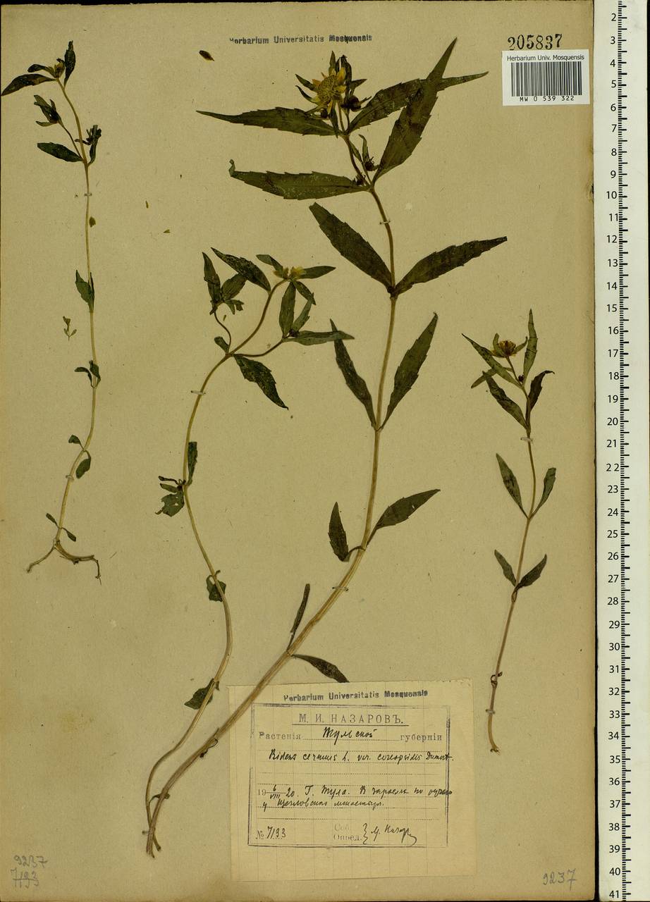 Bidens cernua L., Eastern Europe, Central region (E4) (Russia)