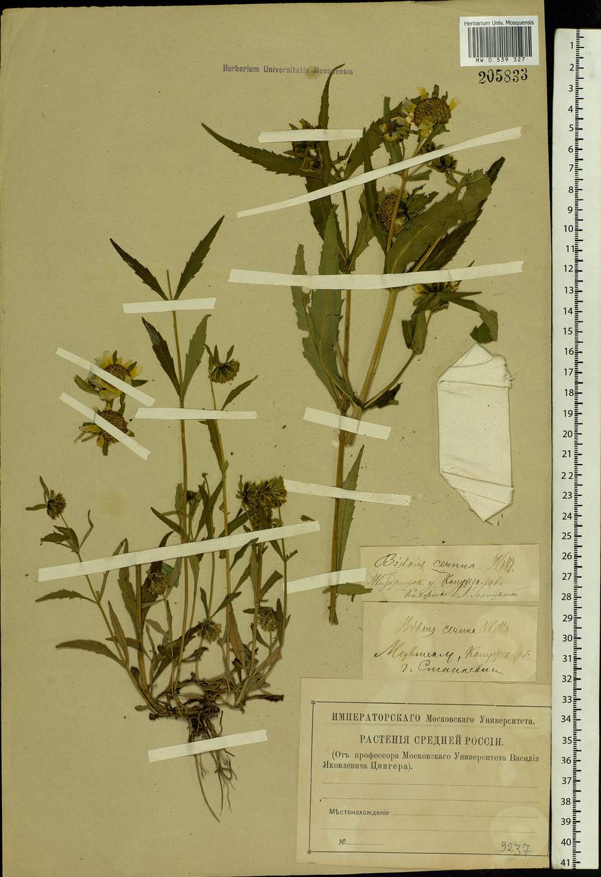 Bidens cernua L., Eastern Europe, Central region (E4) (Russia)