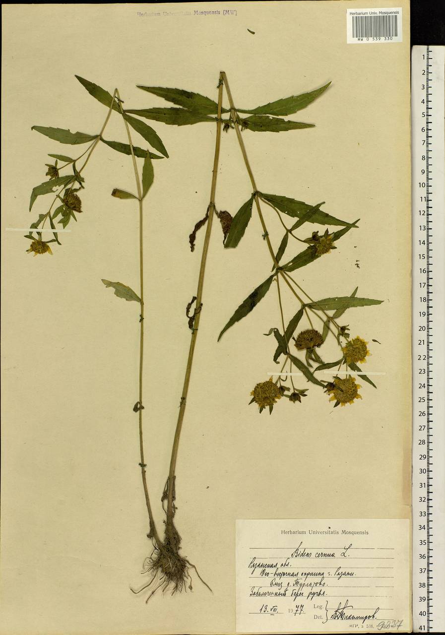 Bidens cernua L., Eastern Europe, Central region (E4) (Russia)