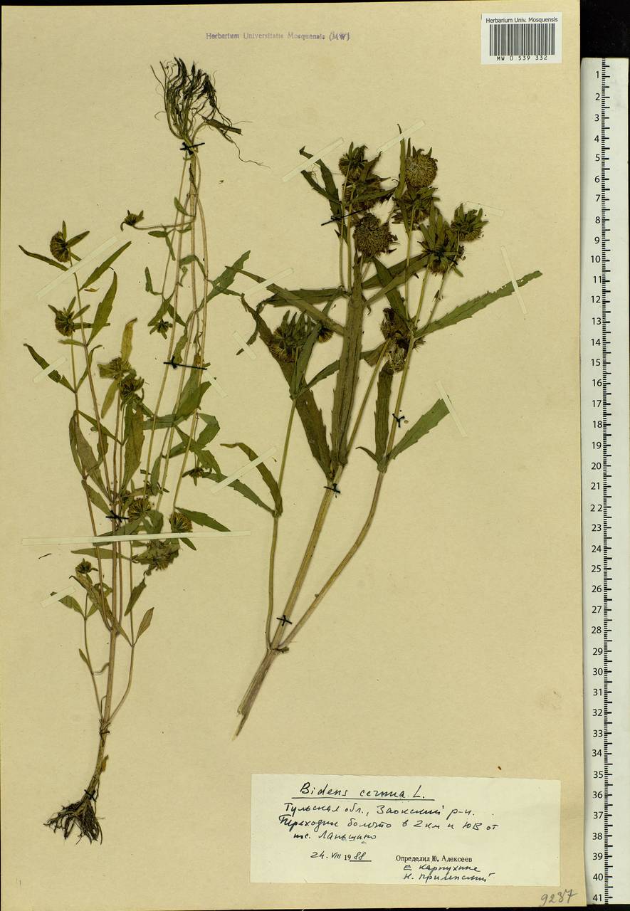 Bidens cernua L., Eastern Europe, Central region (E4) (Russia)