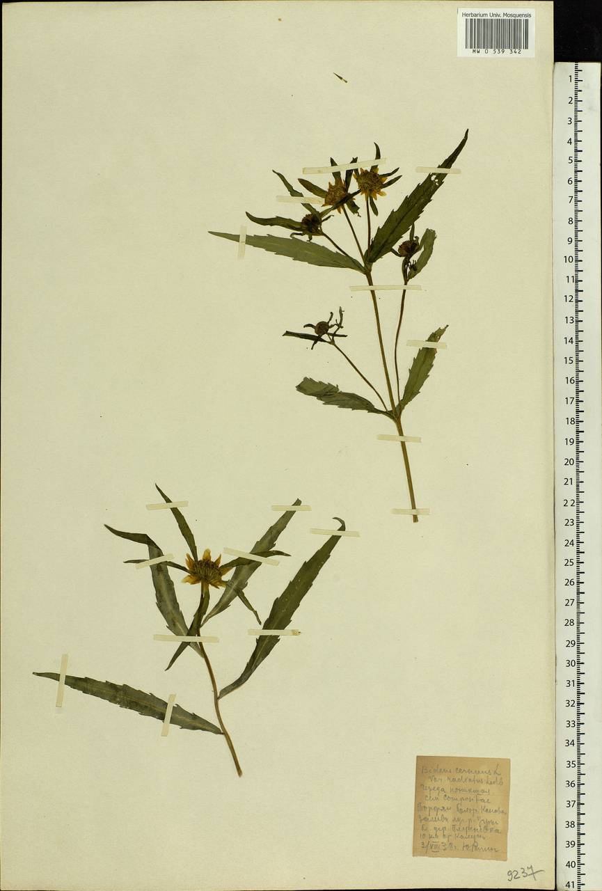 Bidens cernua L., Eastern Europe, Central region (E4) (Russia)