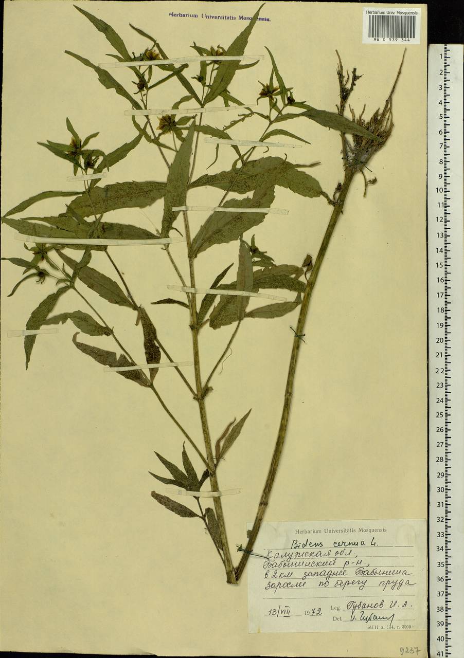 Bidens cernua L., Eastern Europe, Central region (E4) (Russia)