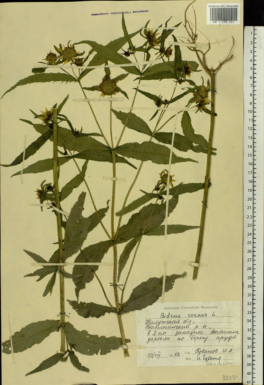 Bidens cernua L., Eastern Europe, Central region (E4) (Russia)