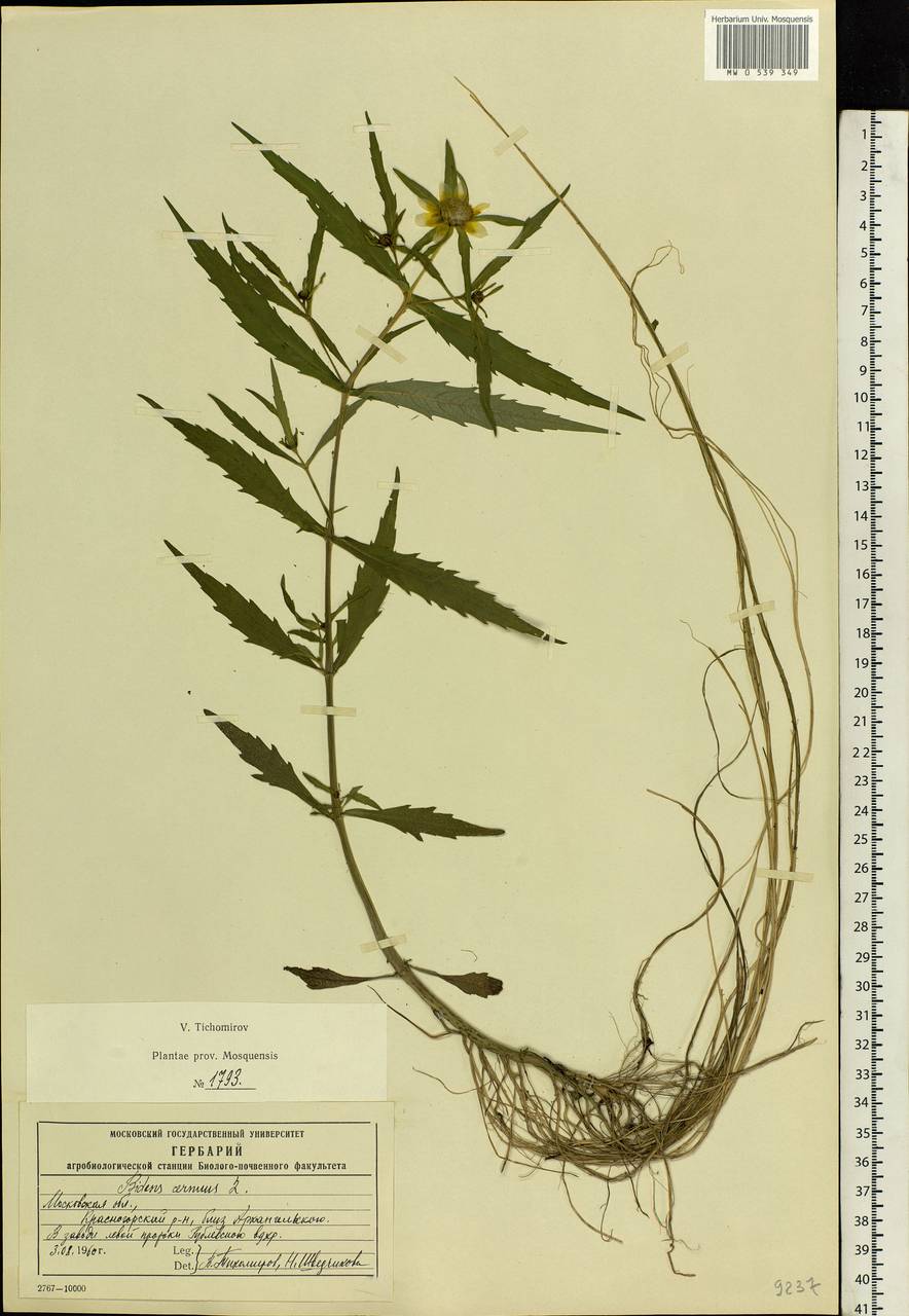 Bidens cernua L., Eastern Europe, Moscow region (E4a) (Russia)