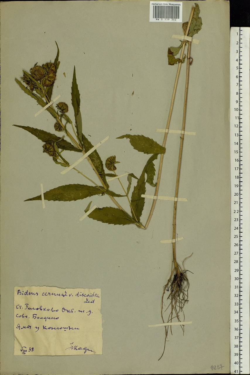 Bidens cernua L., Eastern Europe, Moscow region (E4a) (Russia)