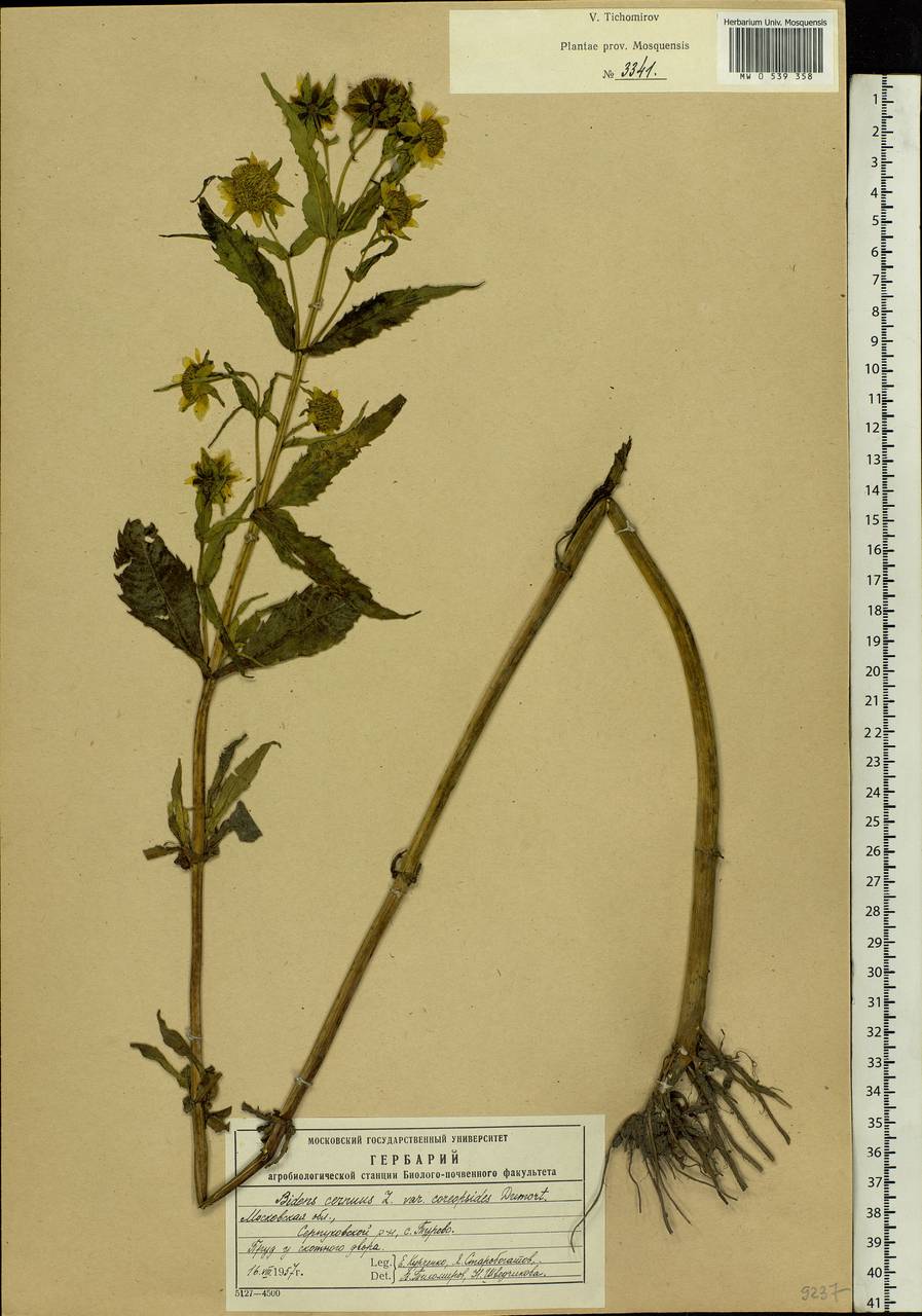 Bidens cernua L., Eastern Europe, Moscow region (E4a) (Russia)