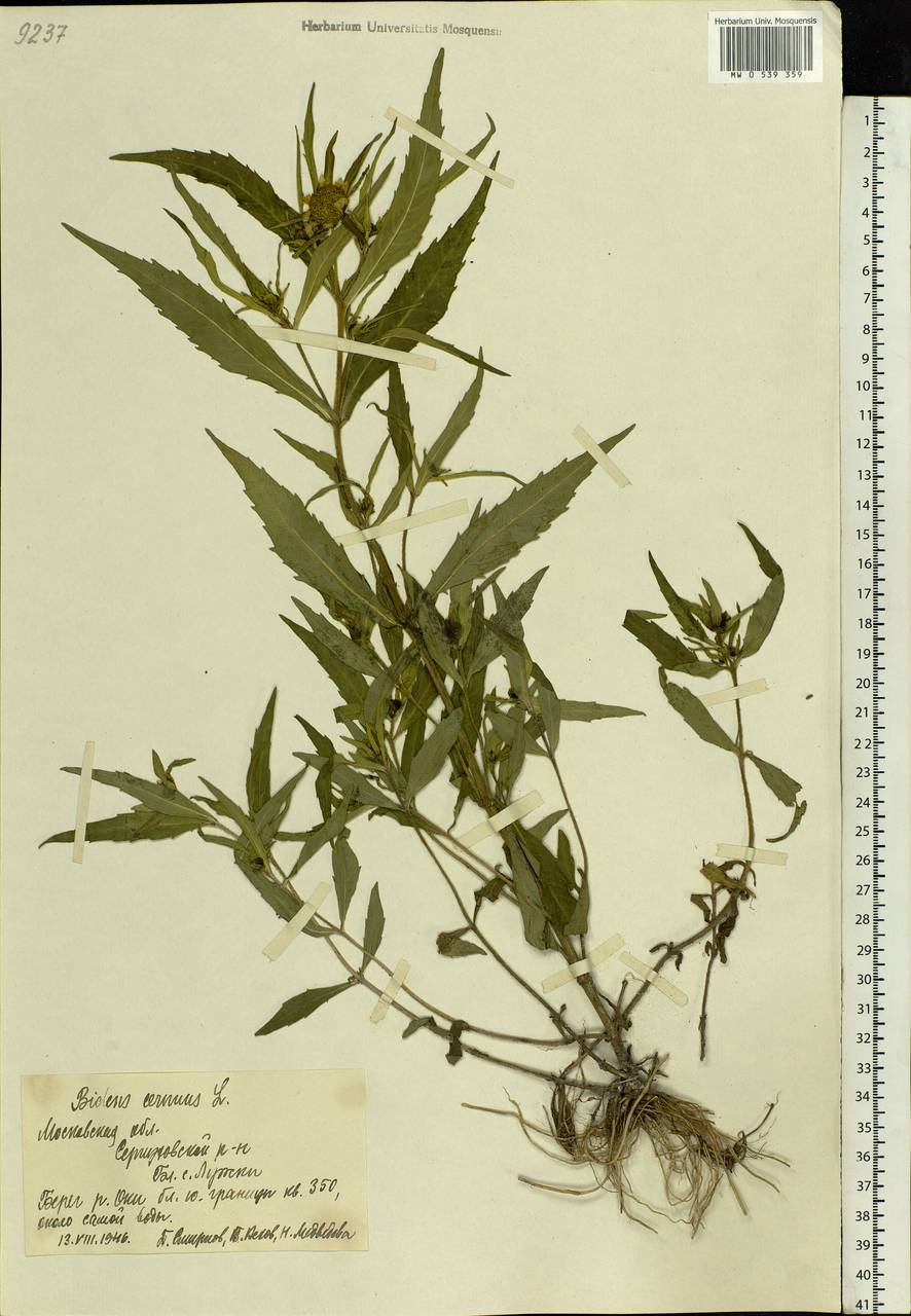 Bidens cernua L., Eastern Europe, Moscow region (E4a) (Russia)