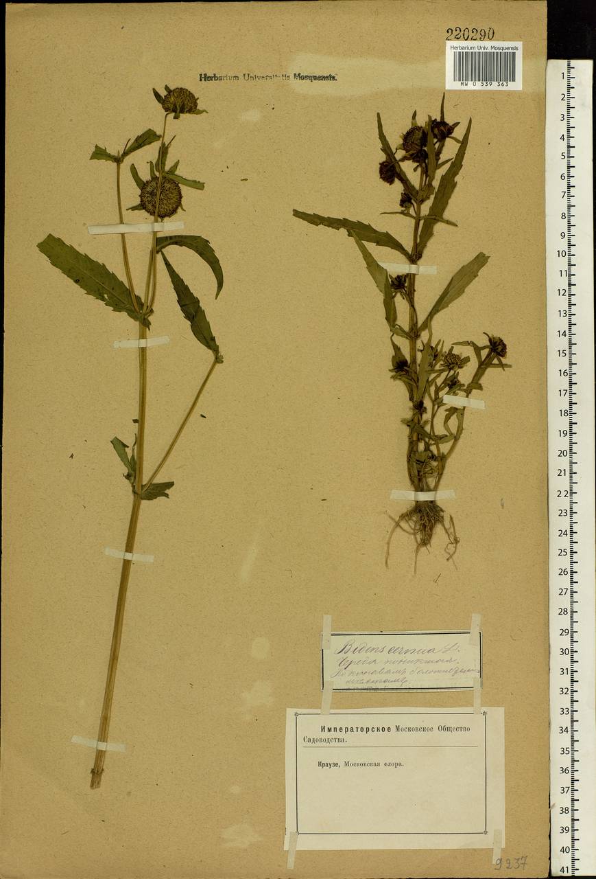 Bidens cernua L., Eastern Europe, Moscow region (E4a) (Russia)