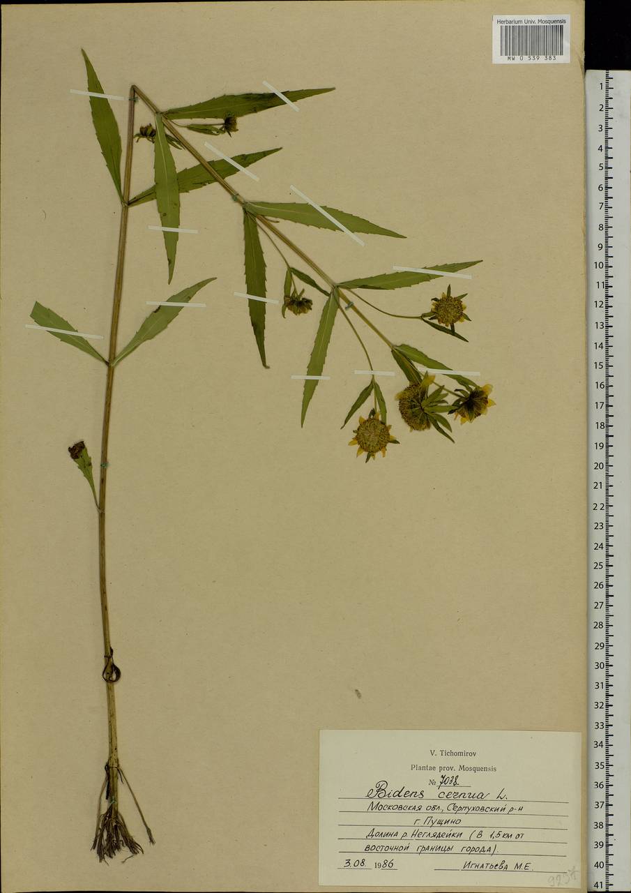 Bidens cernua L., Eastern Europe, Moscow region (E4a) (Russia)