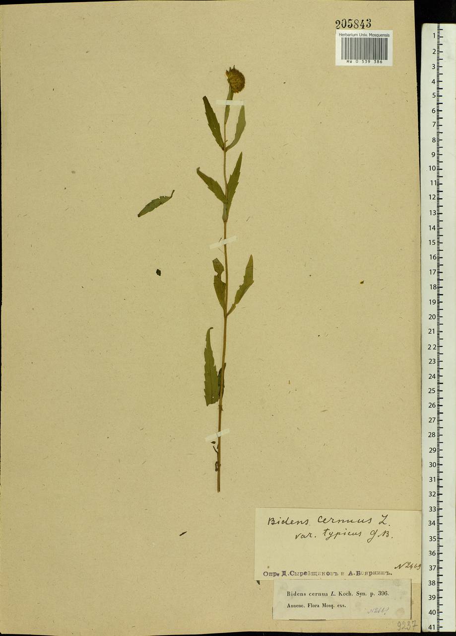 Bidens cernua L., Eastern Europe, Moscow region (E4a) (Russia)