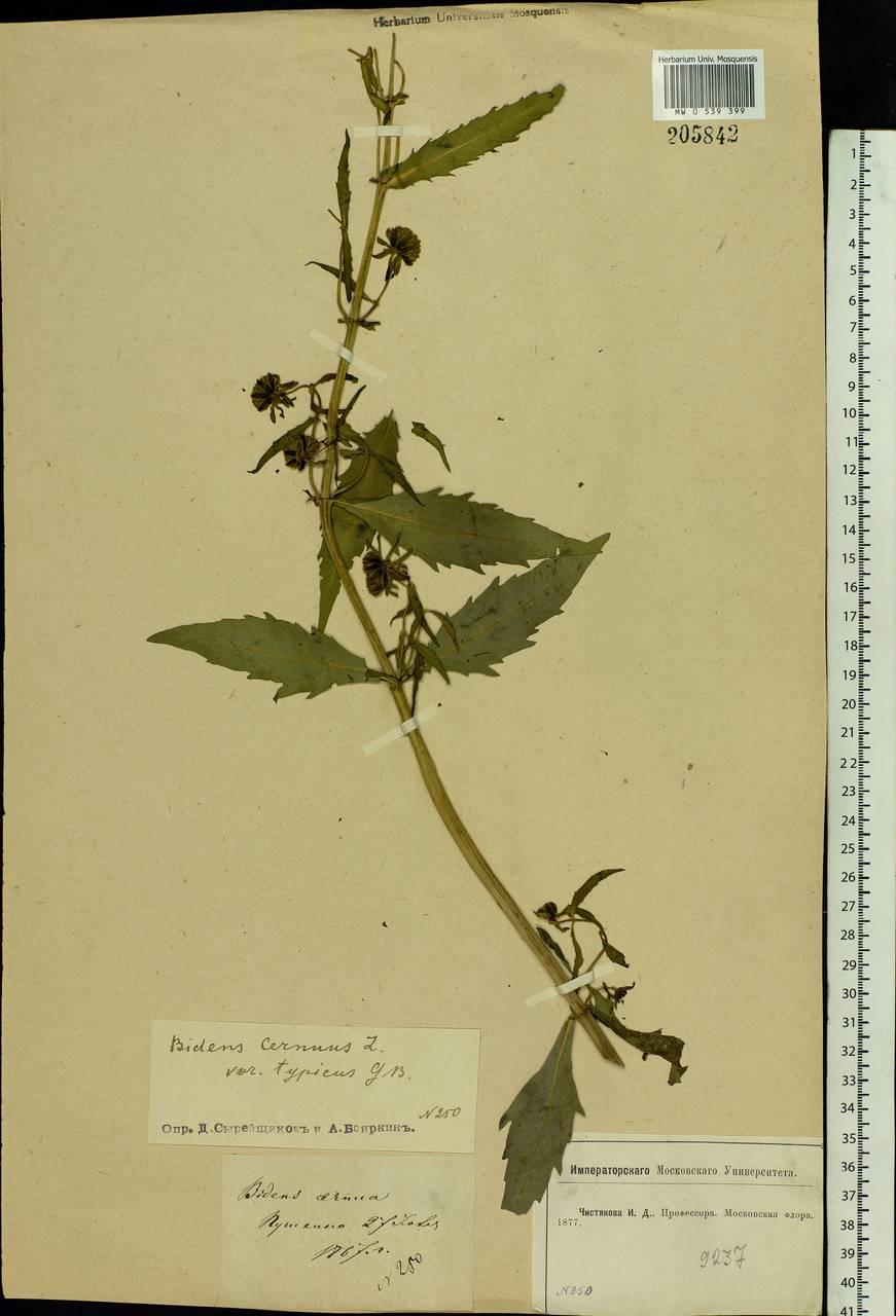 Bidens cernua L., Eastern Europe, Moscow region (E4a) (Russia)