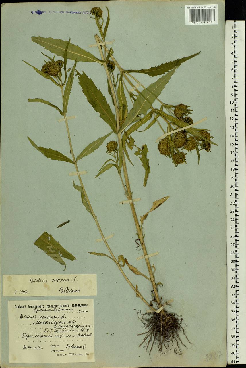 Bidens cernua L., Eastern Europe, Moscow region (E4a) (Russia)