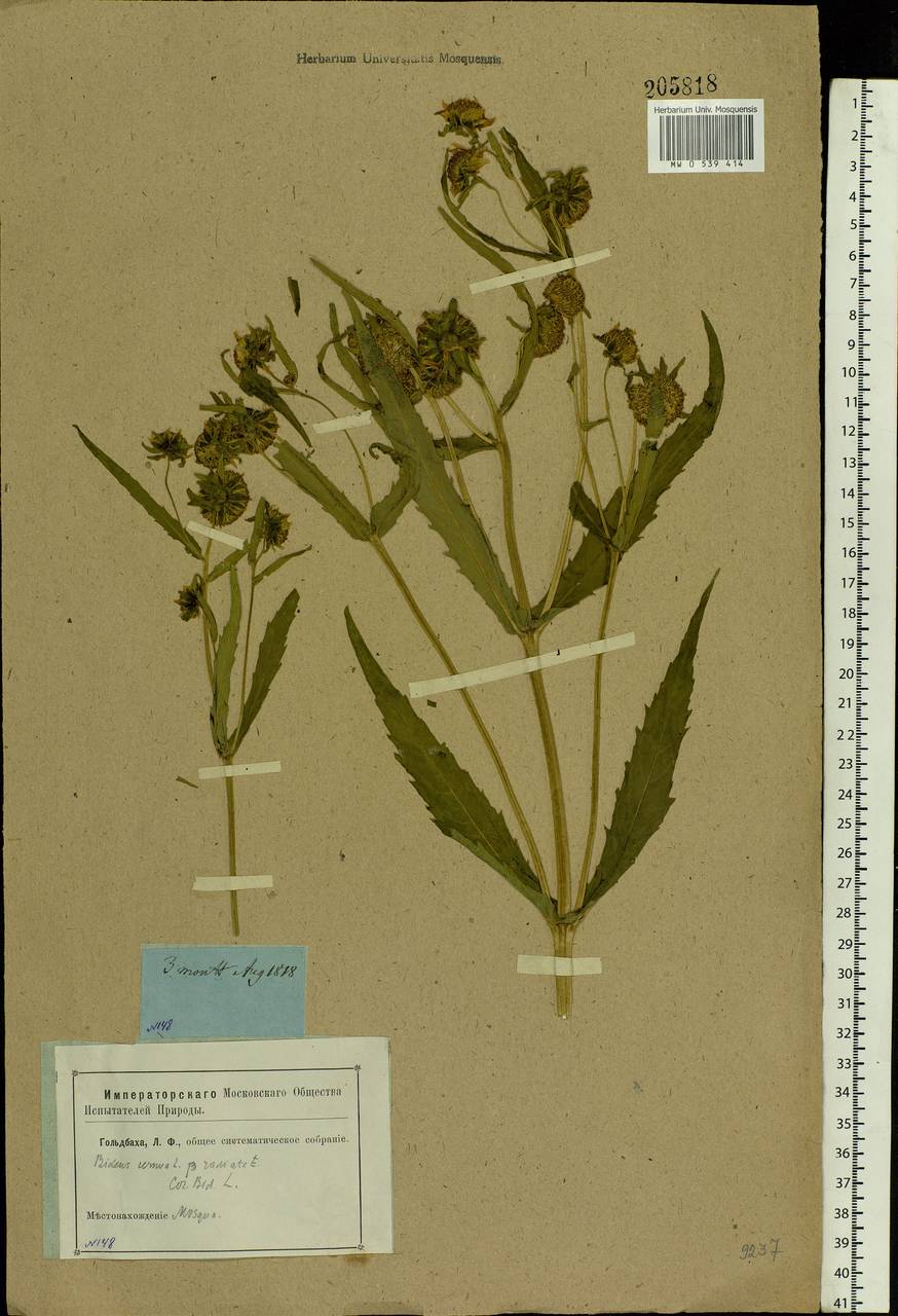 Bidens cernua L., Eastern Europe, Moscow region (E4a) (Russia)