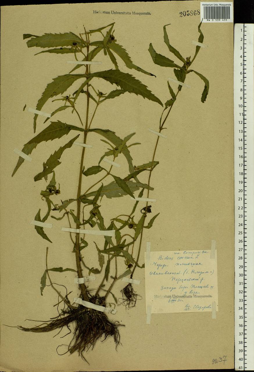 Bidens cernua L., Eastern Europe, Central forest region (E5) (Russia)