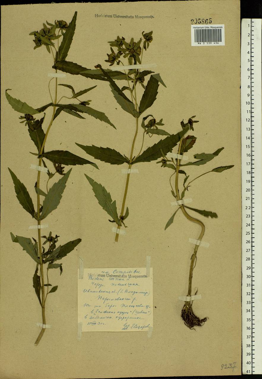 Bidens cernua L., Eastern Europe, Central forest region (E5) (Russia)