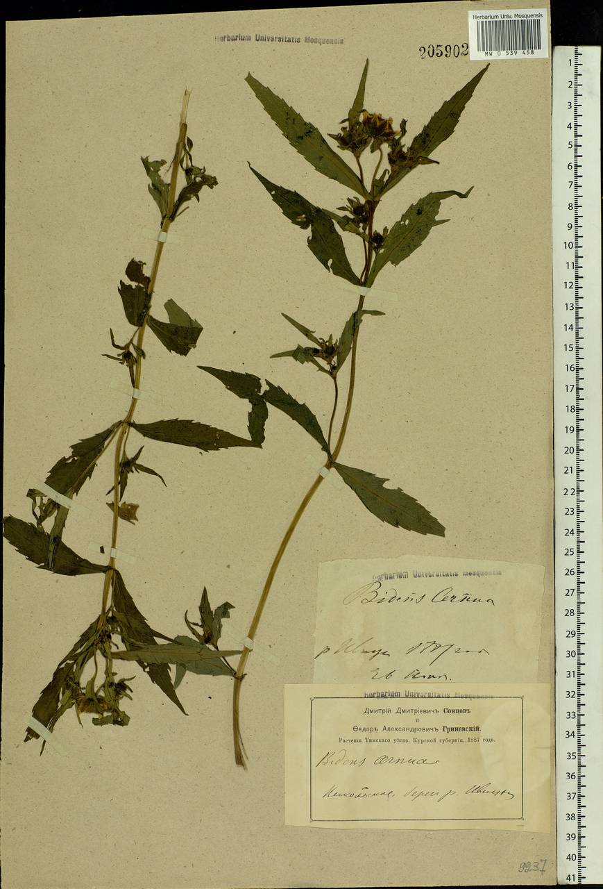 Bidens cernua L., Eastern Europe, Central forest-and-steppe region (E6) (Russia)