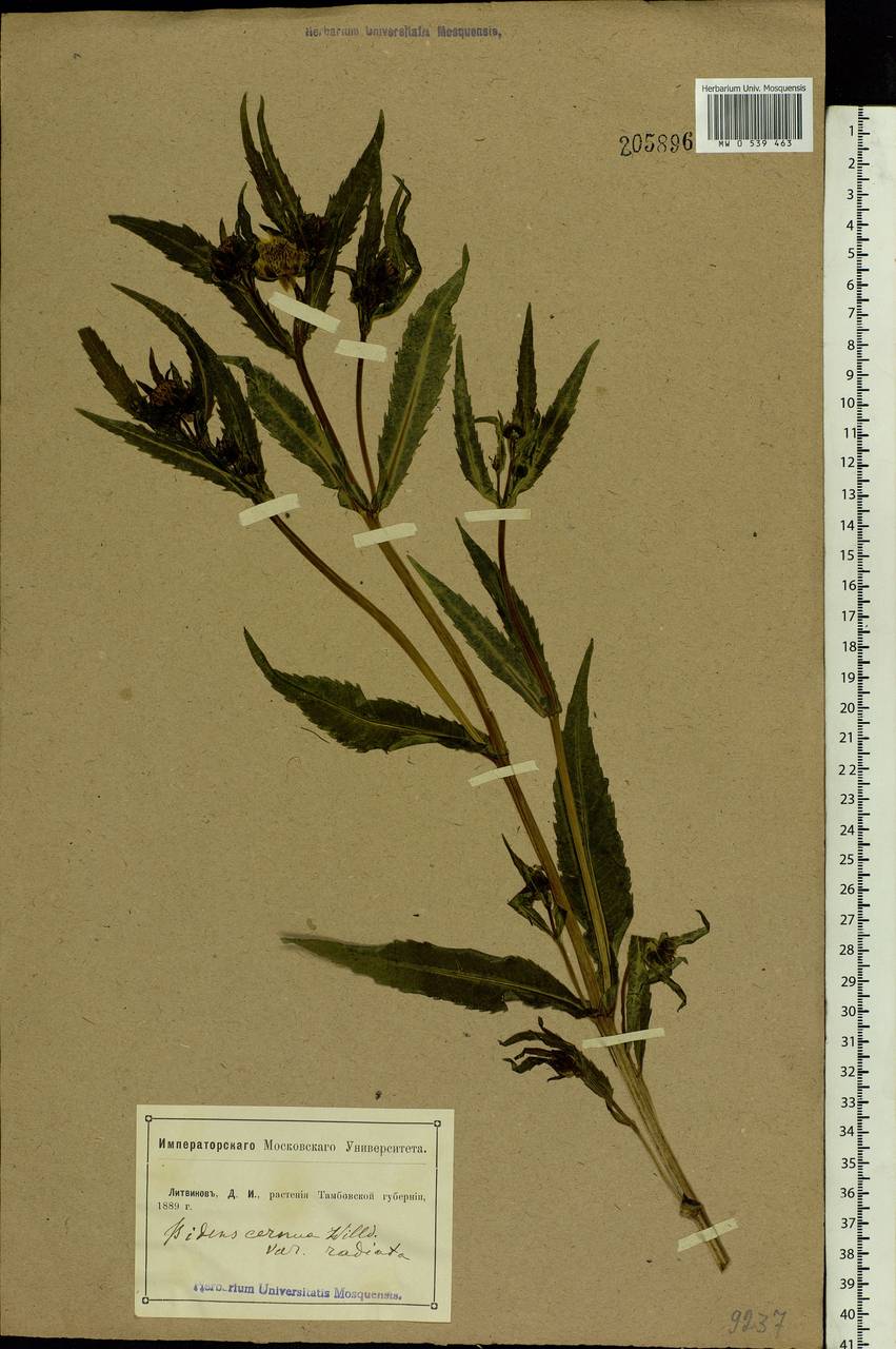 Bidens cernua L., Eastern Europe, Central forest-and-steppe region (E6) (Russia)