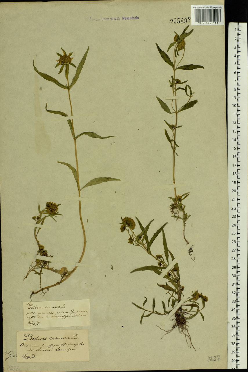 Bidens cernua L., Eastern Europe, Central forest-and-steppe region (E6) (Russia)