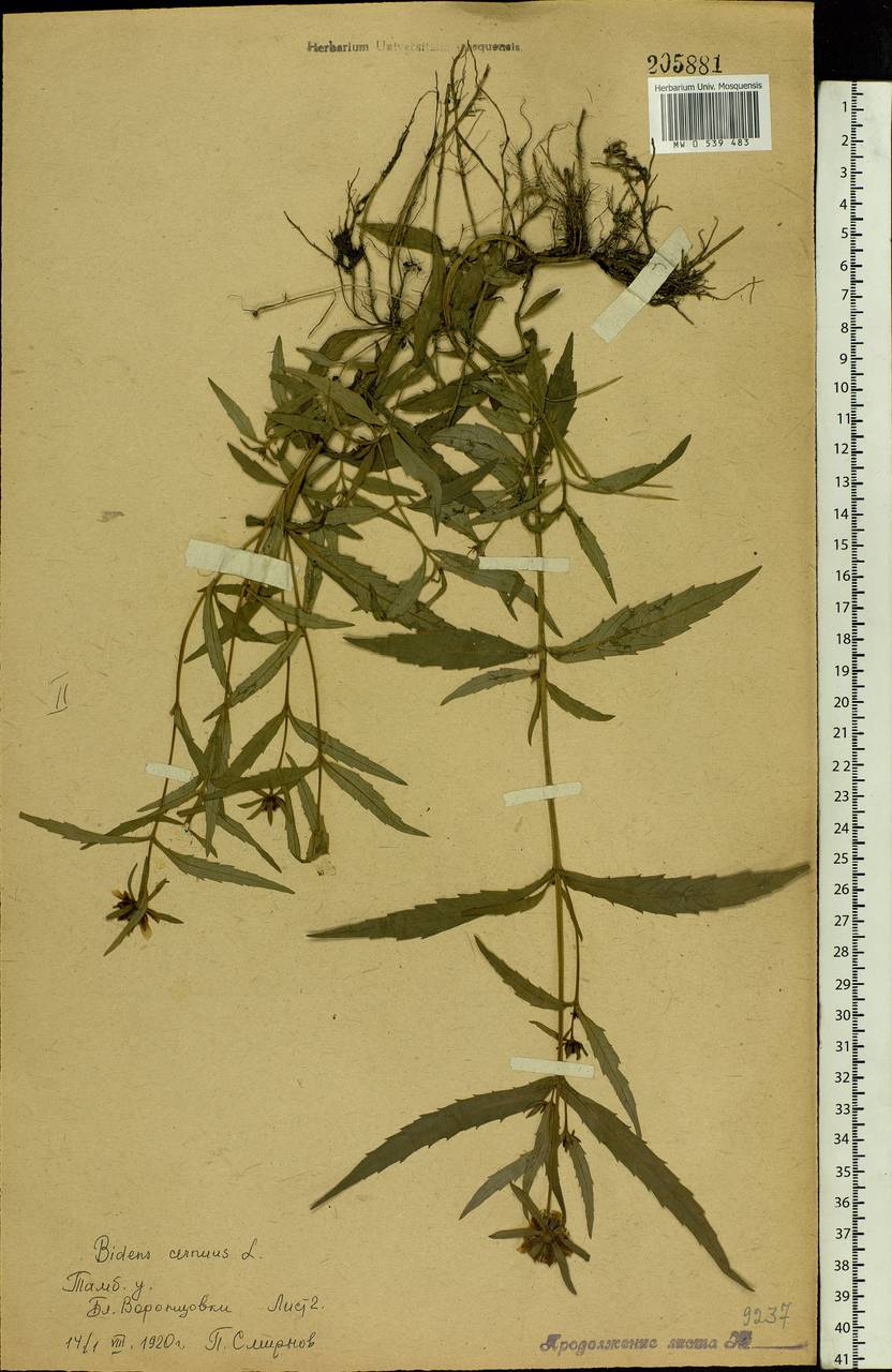Bidens cernua L., Eastern Europe, Central forest-and-steppe region (E6) (Russia)