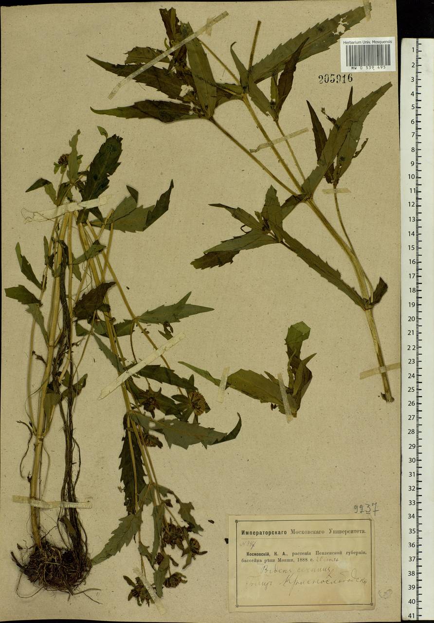 Bidens cernua L., Eastern Europe, Middle Volga region (E8) (Russia)