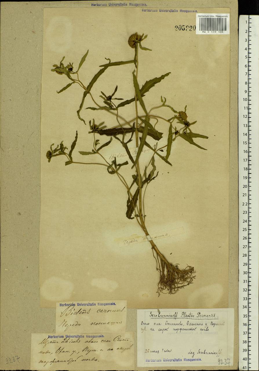 Bidens cernua L., Eastern Europe, Volga-Kama region (E7) (Russia)