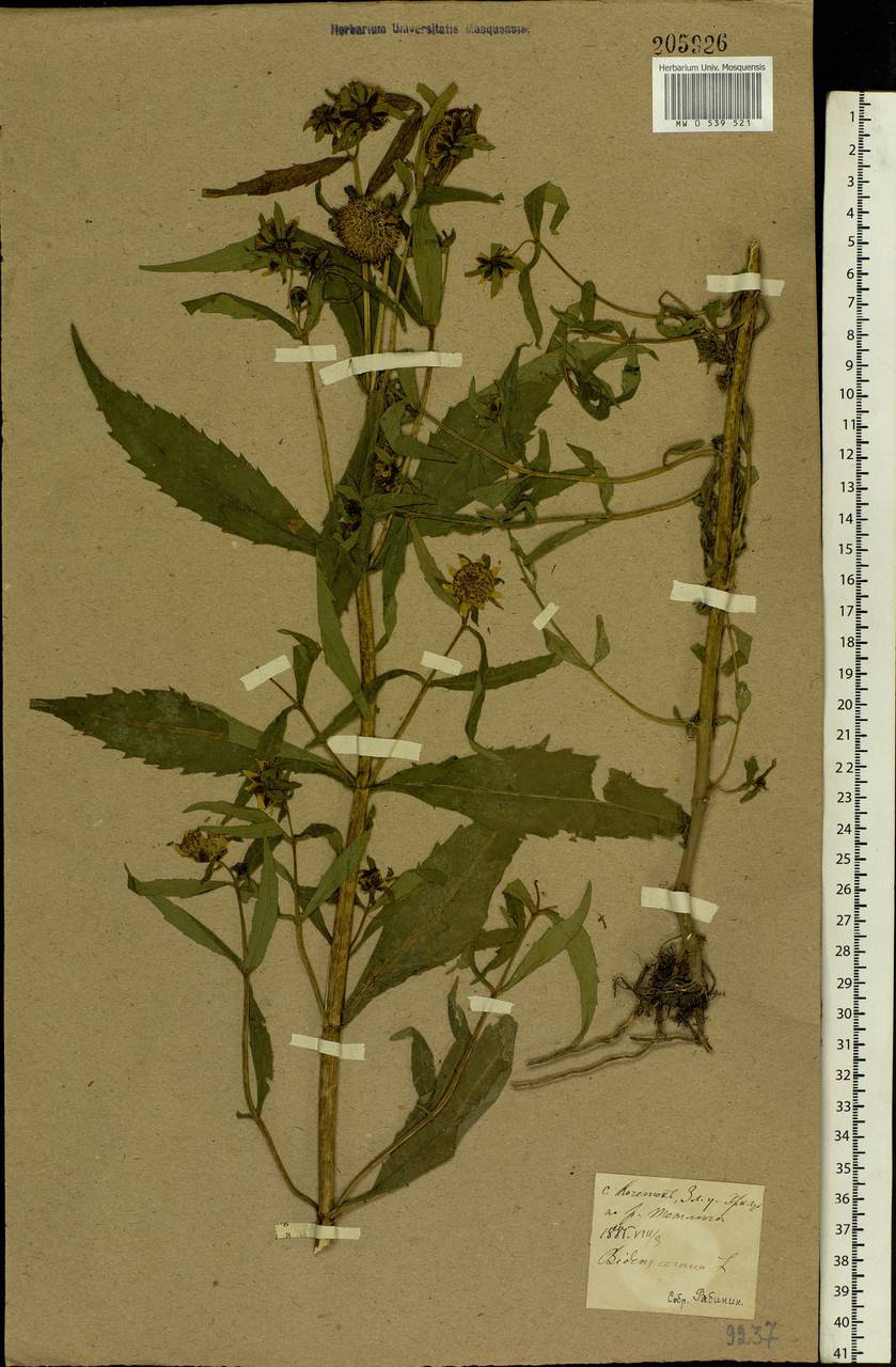 Bidens cernua L., Eastern Europe, North Ukrainian region (E11) (Ukraine)