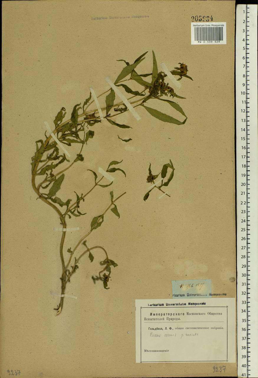 Bidens cernua L., Eastern Europe, Rostov Oblast (E12a) (Russia)